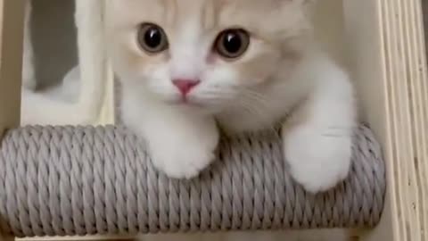 Funny cats lovers - cute kitten #7