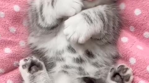 funny and cute cat