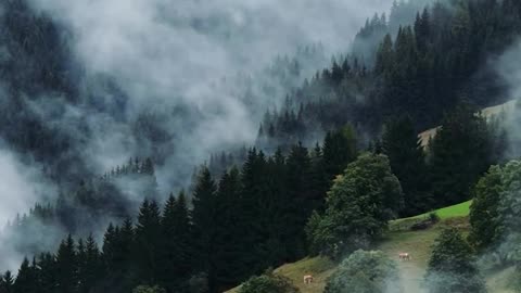 Magestic #mountains in the #fog #nature #forest