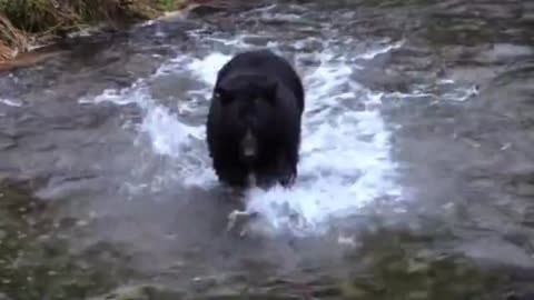 American black bear animal catching fish