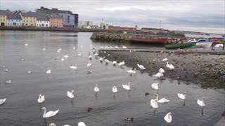 Tons of Swans Swimming in Ireland