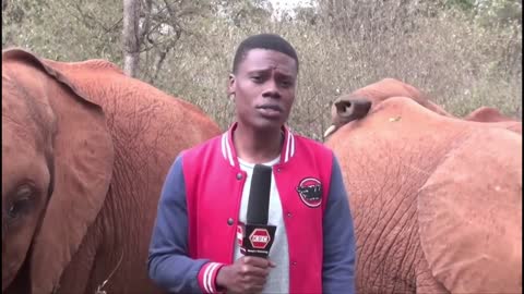 MAN vs ELEPHANT: Baby Elephant Plays with KBC Journalist