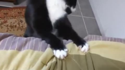 Having fun with funny cat