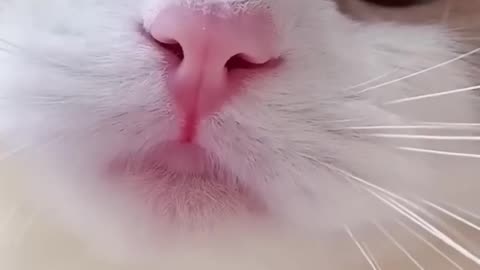 Cute Cat Meowing