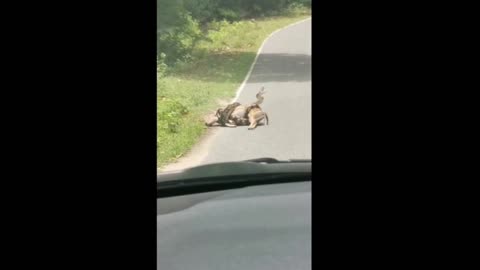 Deer Saved From Close Call with a Constrictor