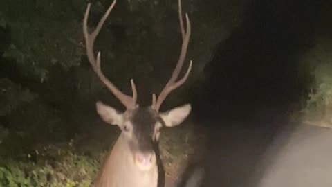 Deer Suddenly Turns And Charges Car