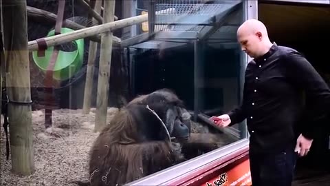 Monkey reacted to magic