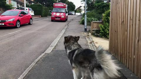 Alaskan Malamute Mishka Waits For ice Cream Van Everyday