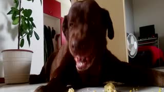DOG MAKES FUNNY FACES WHILE EATING CORN