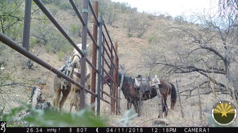 AZBR - Armed Cartel Gathered At Barbed Wire Border Fence