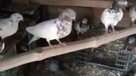Pravasi pigeon