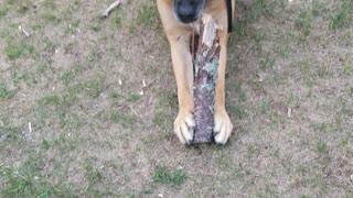 Dog likes stick..