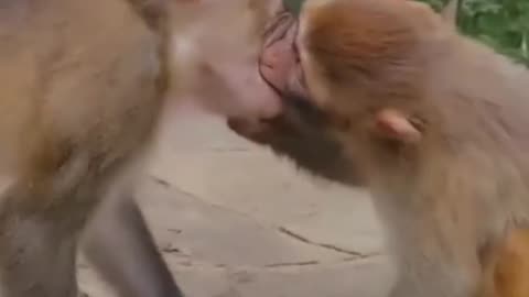 Monkey tenderness