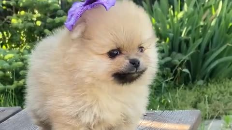 Cute baby dogs 😍| funny dogs videos #Shorts
