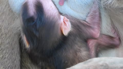 Newborn Monika Happy And Falls Asleep With Milk