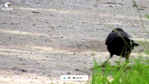 30 Ferocious Moments of Birds Hunting Their Next Meal Animal Fight