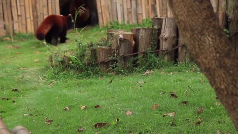 Red Panda Animal World