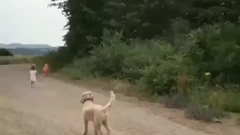 puppy destroys Tornado