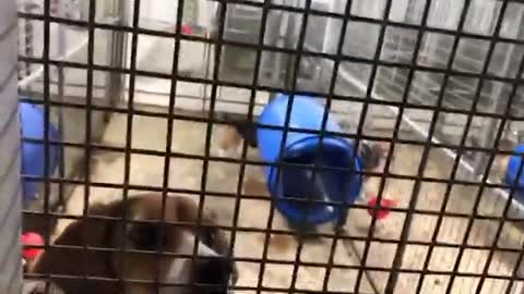 Animal rights activists film themselves stealing dogs from research facility