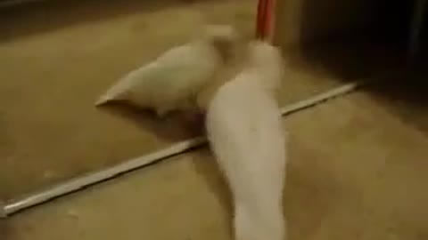 Funny Parrot Reaction When He See Himself In The Mirror Funny Birds