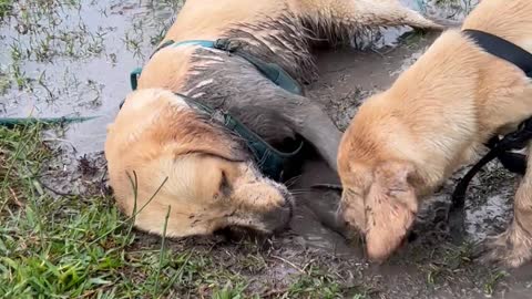 Pups Play in Mud Puddle