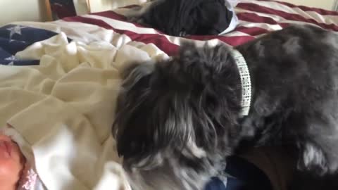 Dog Tucks in Baby