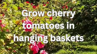 Gardening Tips Tomatos