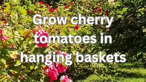 Gardening Tips Tomatos