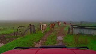 Chasing cattle in the fog