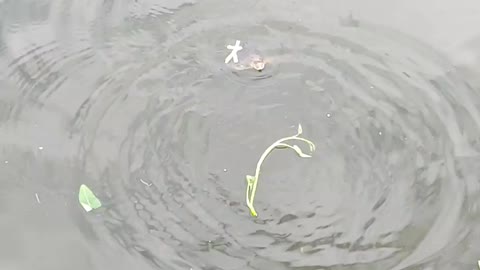 Turtle in the lake likes watercress