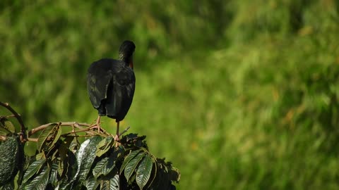 Ave Ibis Black Feathers Fauna Colombia