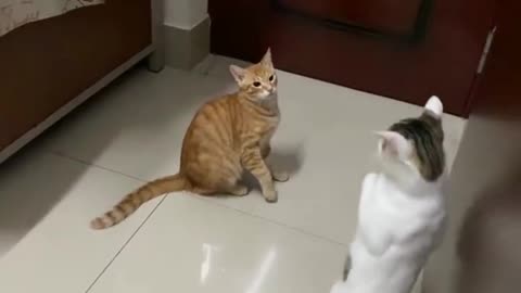 FUNNY TWO CAT