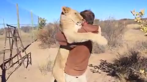 Lion vs man