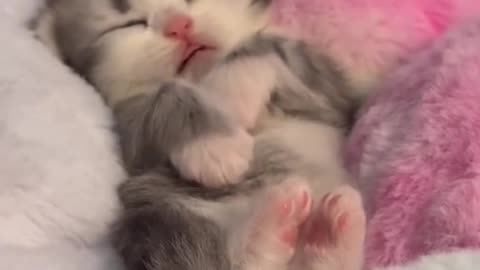 "Slumber Serenade: The Breathtaking Beauty of a Sleeping Kitten!"