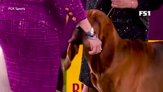 U.S. Westminster dog show won by bloodhound 'Trumpet'