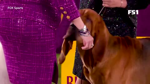 U.S. Westminster dog show won by bloodhound 'Trumpet'