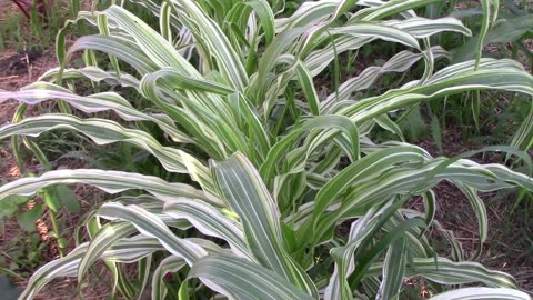 Some of Our Beautiful Variegated Corn