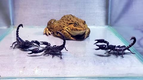 Amazing!! Asian Bullfrog With Big Black Scorpion! Warning Live Feeding