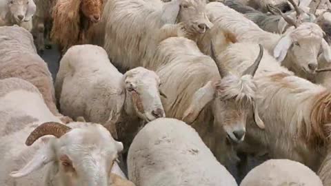 The Angora goat was unrealistically frightened by the sound of the car.