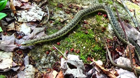 Garter Snake