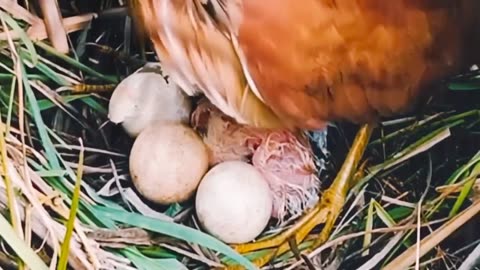 A water bird builds a nest on the water grass