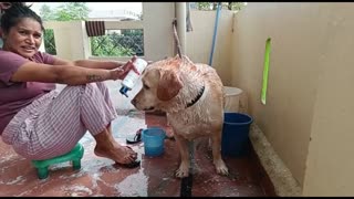 Aaj Meri Doming kari #vlog 13 #doggrooming #animallover #familyvlog #doglover #dogs ()()()()() 4