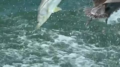 Pelican almost collides with huge airborne fish___