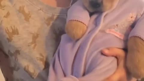 Golden Retriever Puppy in Pijamas!