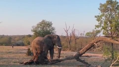Power of Nature I Elephant 🐘 Remove Tree from Ground