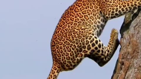 leopard climbing tree #wildanimals #leopard