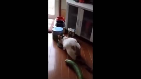 Funny cat video Part 2