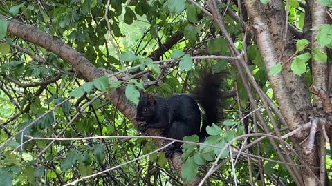 Black Squirrel enjoying an almond