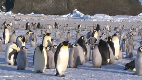 Emperor penguin colony at Antarctica 南極大陸のコウテイペンギンの群れ