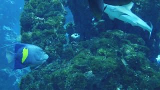 Fish among the coral reefs - HD video
